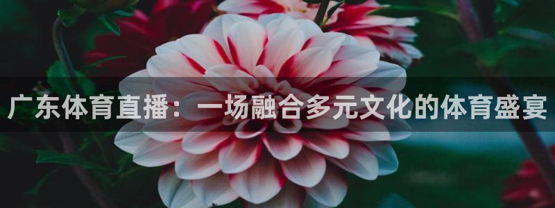 广东体育直播：一场融合多元文化的体育盛宴